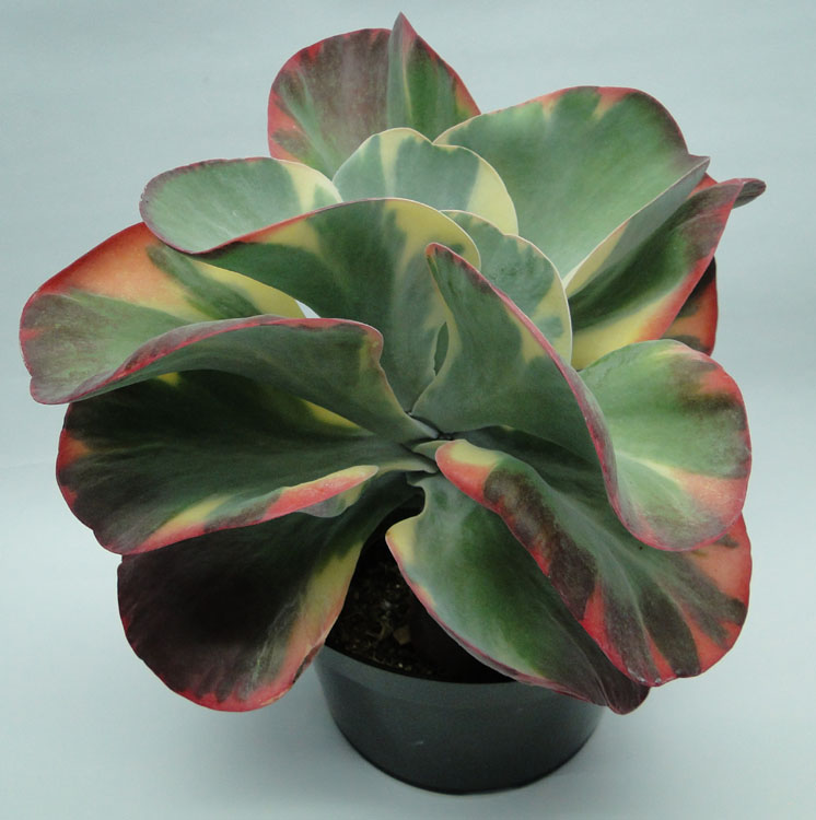 6" Kalanchoe Fantastic
